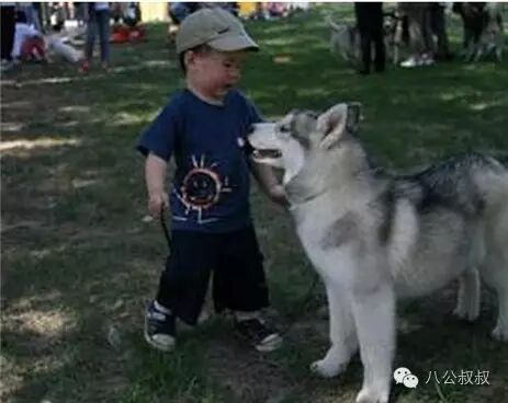 怀孕时养一只二哈,接下来的画面暖哭了~-怀孕期