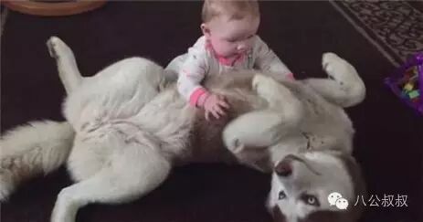 怀孕时养一只二哈,接下来的画面暖哭了~-怀孕期