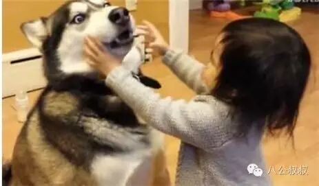 怀孕时养一只二哈,接下来的画面暖哭了~-怀孕期