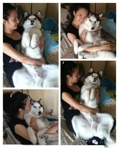 怀孕时养一只二哈,接下来的画面暖哭了~-怀孕期