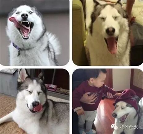 怀孕时养一只二哈,接下来的画面暖哭了~-怀孕期