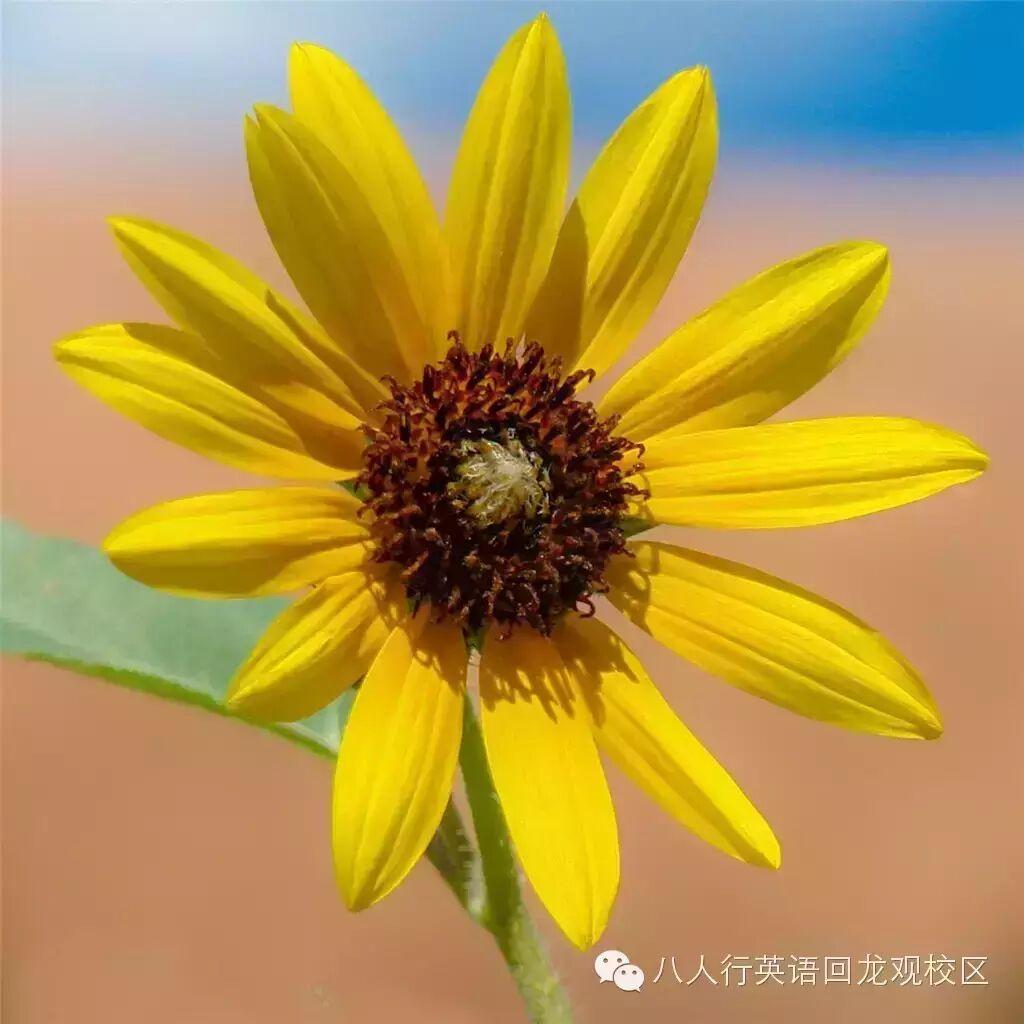 【天籁之音】Cry Me Out|Pixie Lott