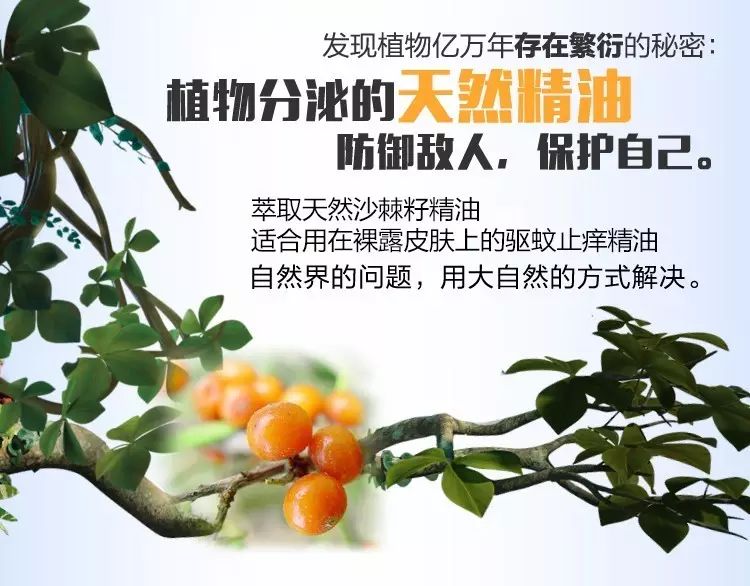 李冰冰气候大使赠沙棘