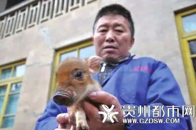 一养殖场无公猪 4头母猪相继怀孕产崽(图)-怀孕期