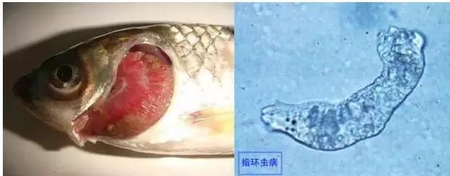 23种常见鱼类寄生虫高清图谱