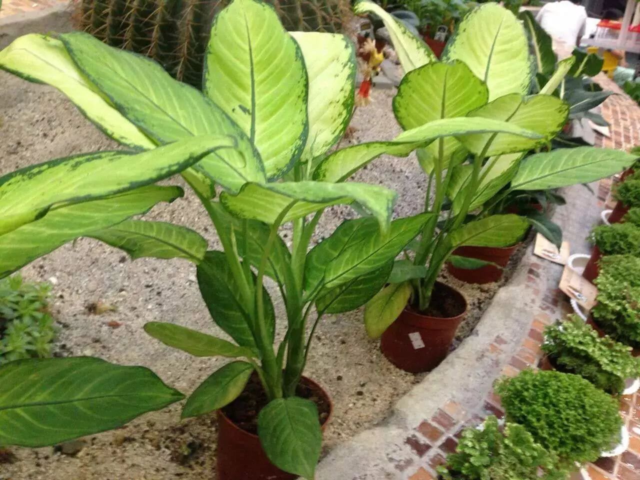 盘点适合养在家里的懒人植物,好看又好养!