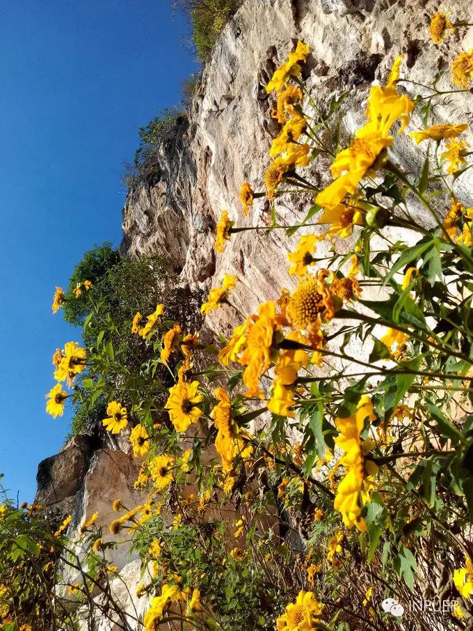 秋天是西门岩子最美的时候,野花开满山,远远看去整座山黄绿黄绿的