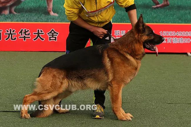 8002203 母犬:zara von der zenteiche ,csz8002551 v2 1035 托雷斯