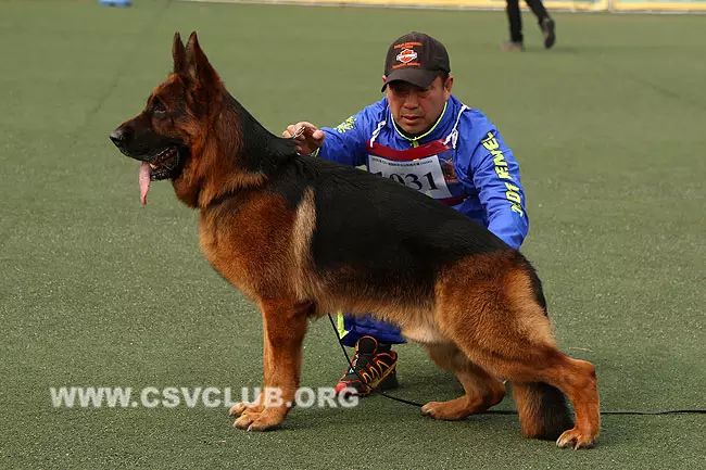 8002203 母犬:zara von der zenteiche ,csz8002551 v2 1035 托雷斯