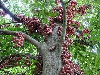 火龙果 山竹 腰果等名贵果子是怎么长出来的？有图有真相77 / 作者:火星娃崽 / 帖子ID:113288