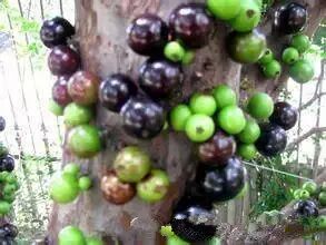 火龙果 山竹 腰果等名贵果子是怎么长出来的？有图有真相20 / 作者:火星娃崽 / 帖子ID:113288