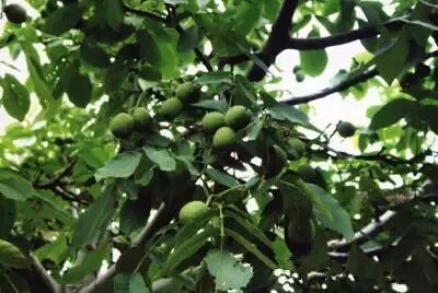 火龙果 山竹 腰果等名贵果子是怎么长出来的？有图有真相859 / 作者:火星娃崽 / 帖子ID:113288