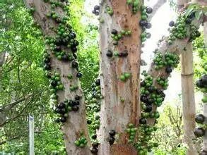 火龙果 山竹 腰果等名贵果子是怎么长出来的？有图有真相889 / 作者:火星娃崽 / 帖子ID:113288