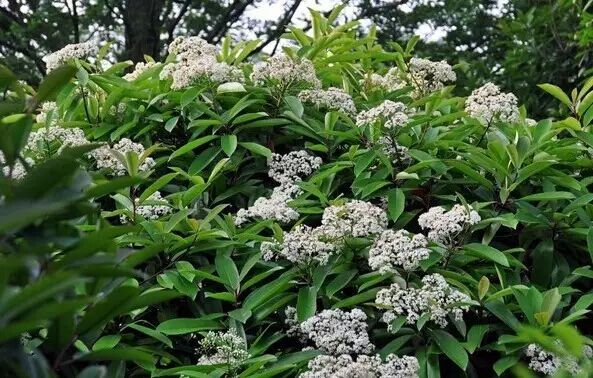 武汉街头,走着走着就怀孕了!-怀孕期