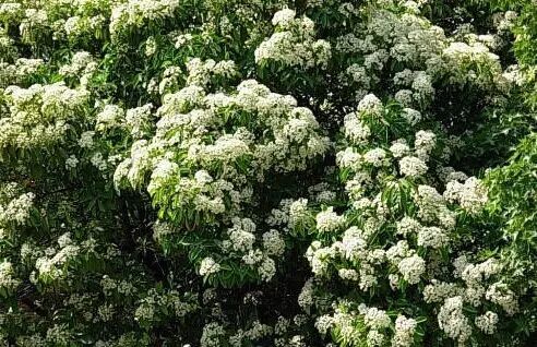 武汉街头,走着走着就怀孕了!-怀孕期