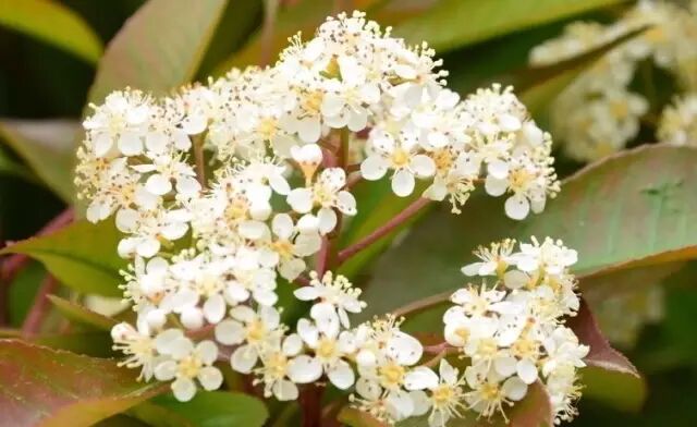 武汉街头,走着走着就怀孕了!-怀孕期