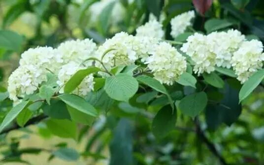 武汉街头,走着走着就怀孕了!-怀孕期