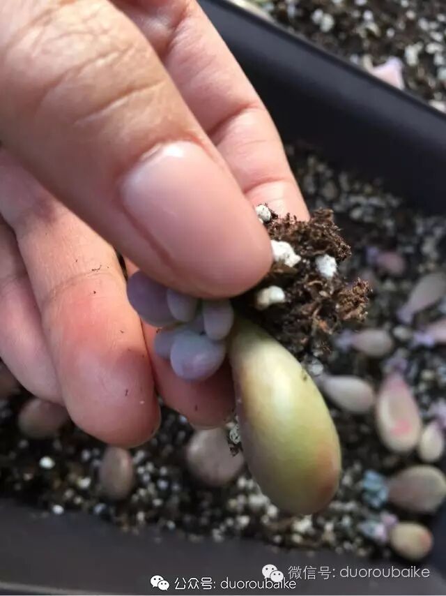 如何让桃蛋叶插生二胎?浅谈桃之卵叶片循环利用!-怀孕期