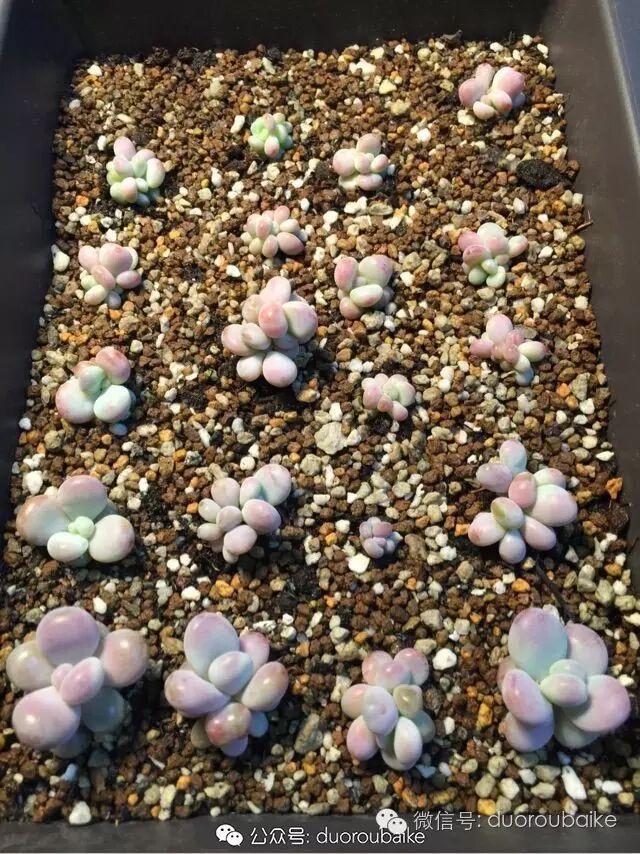 如何让桃蛋叶插生二胎?浅谈桃之卵叶片循环利用!-怀孕期