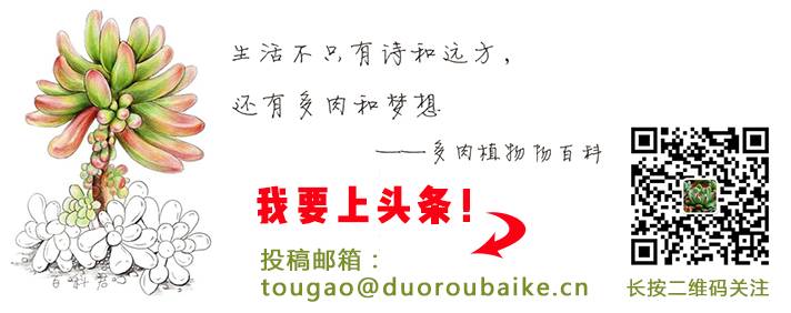 如何让桃蛋叶插生二胎?浅谈桃之卵叶片循环利用!-怀孕期