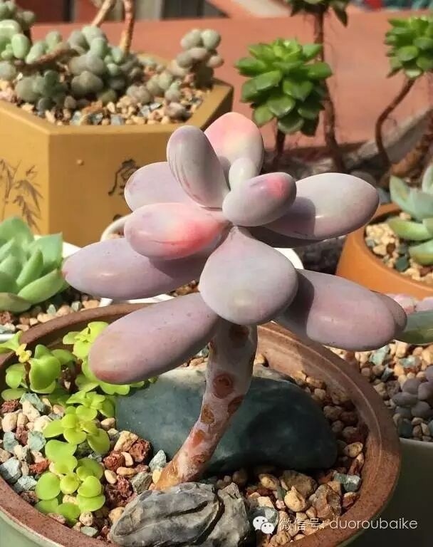 如何让桃蛋叶插生二胎?浅谈桃之卵叶片循环利用!-怀孕期