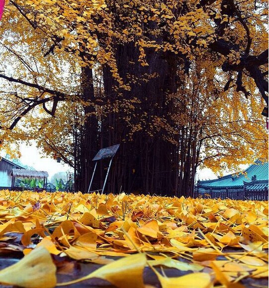 中国最美银杏树，1400年前李世民亲手所栽！860 / 作者:花开似花落、 / 帖子ID:106257