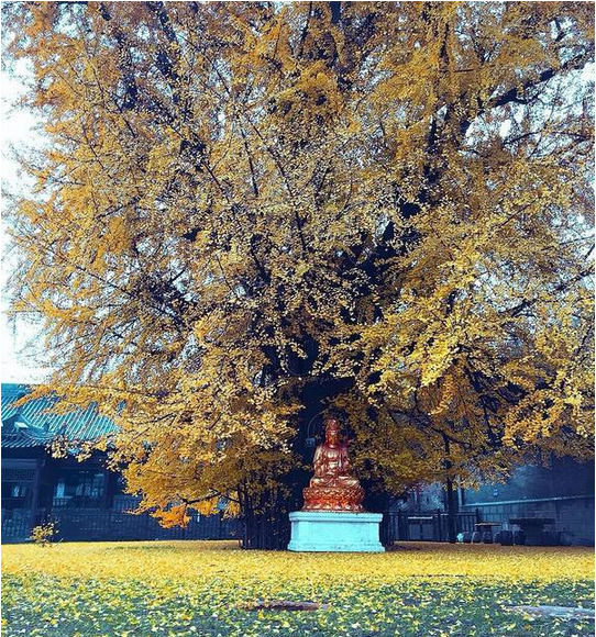 中国最美银杏树，1400年前李世民亲手所栽！528 / 作者:花开似花落、 / 帖子ID:106257