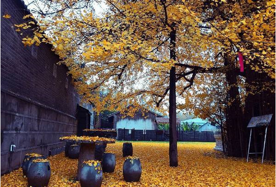 中国最美银杏树，1400年前李世民亲手所栽！887 / 作者:花开似花落、 / 帖子ID:106257