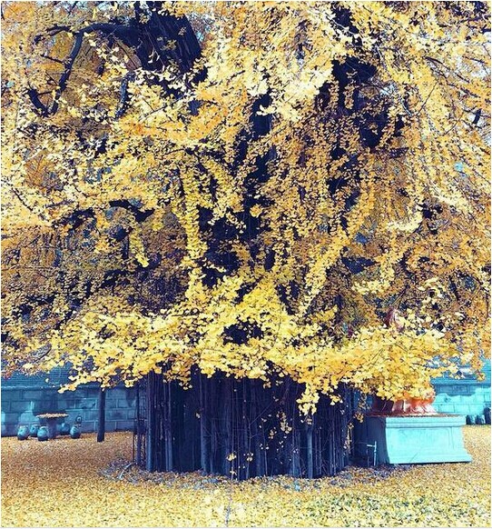 中国最美银杏树，1400年前李世民亲手所栽！905 / 作者:花开似花落、 / 帖子ID:106257