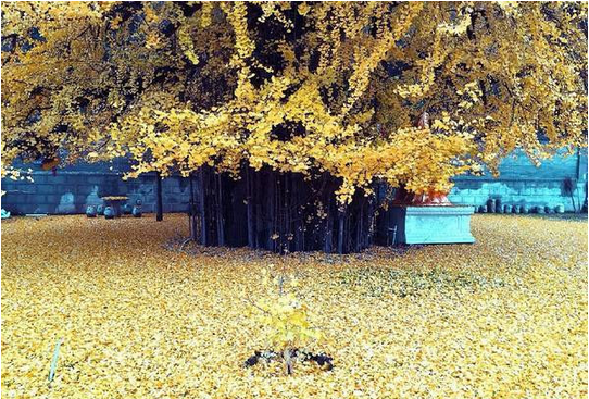 中国最美银杏树，1400年前李世民亲手所栽！412 / 作者:花开似花落、 / 帖子ID:106257