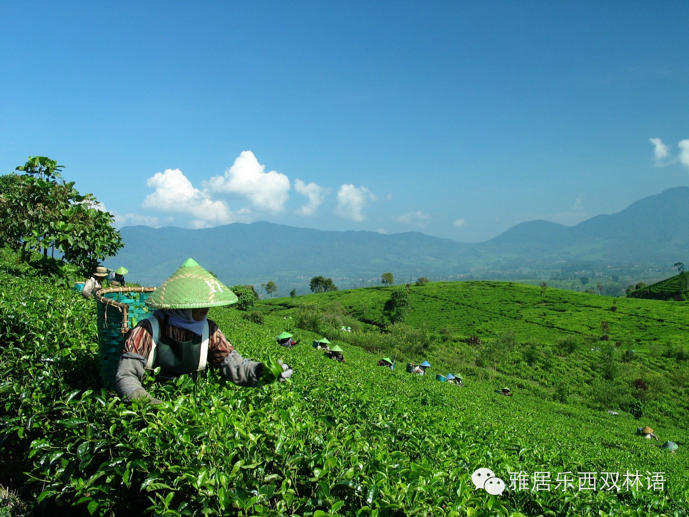 西双版纳的茶很"娇贵"