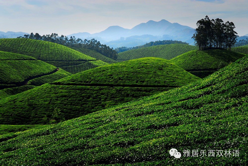 茶山的美,不叫爱茶人,来吧,让我们一起去认识西双版纳的新六大茶山!