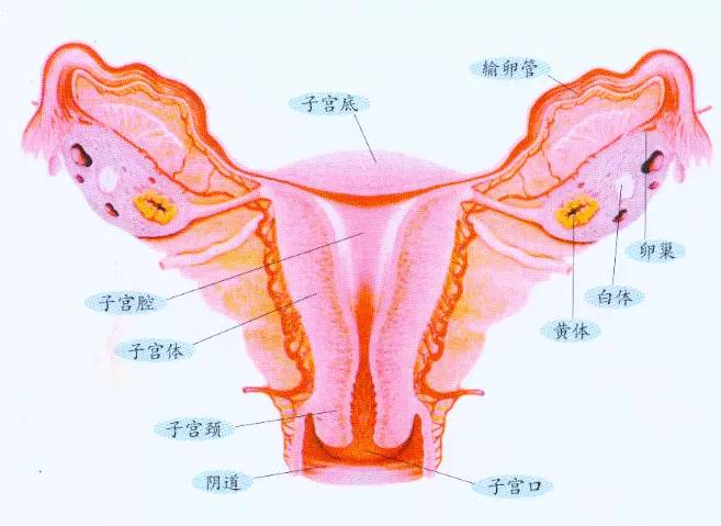 女人子宫到底残留了多少垃圾?