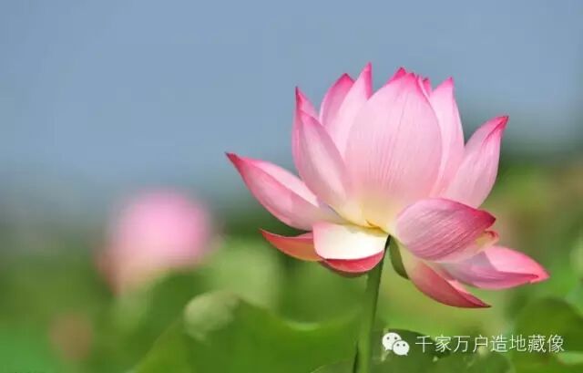 【诵经消业】孕早期空囊无胎心胎芽诵读《地藏经》保胎成功的真实经历