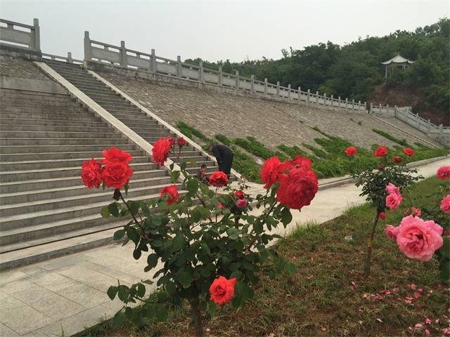 月季花开 恐龙园的另一种美