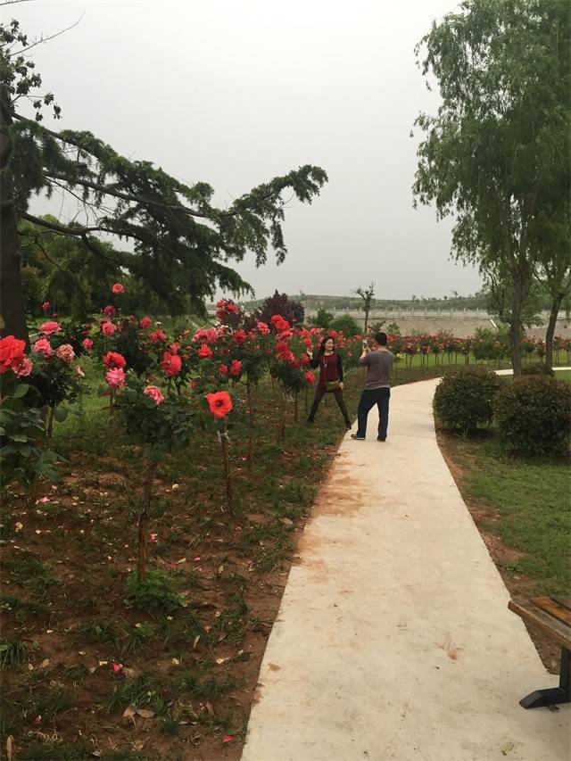 月季花开 恐龙园的另一种美