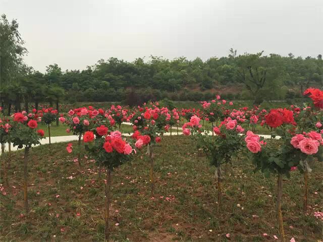 月季花开 恐龙园的另一种美