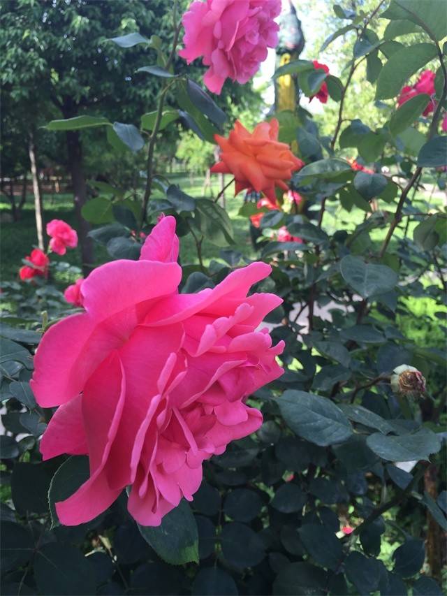 月季花开 恐龙园的另一种美