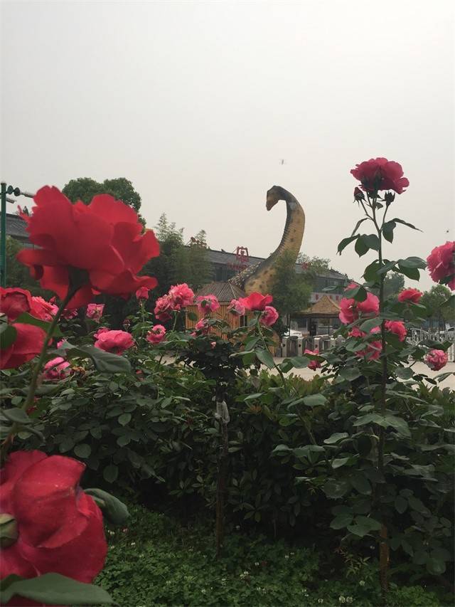 月季花开 恐龙园的另一种美