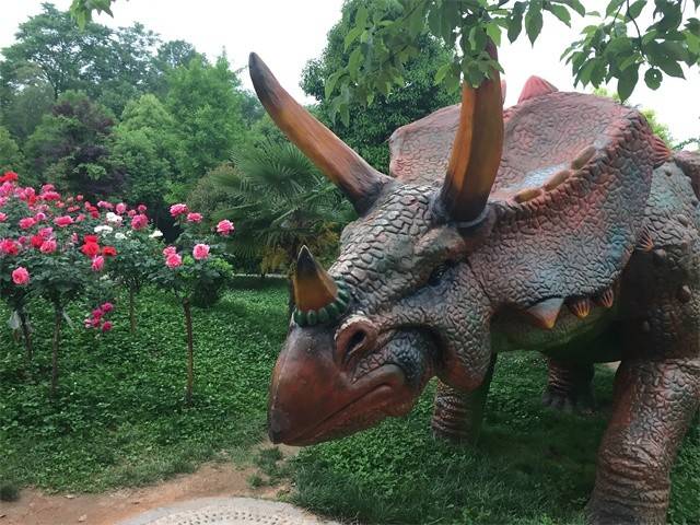 月季花开 恐龙园的另一种美