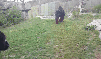 那我们就赶紧来看图吧~ 这位大猩猩妈妈肯定不