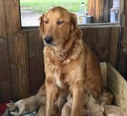 【掌上萍乡】笑多了会怀孕—5秒看懂的人,说明你好污-怀孕期