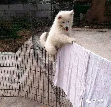 【掌上萍乡】笑多了会怀孕—这就是传说中的人鬼情未了吗!吓死宝宝了..-怀孕期