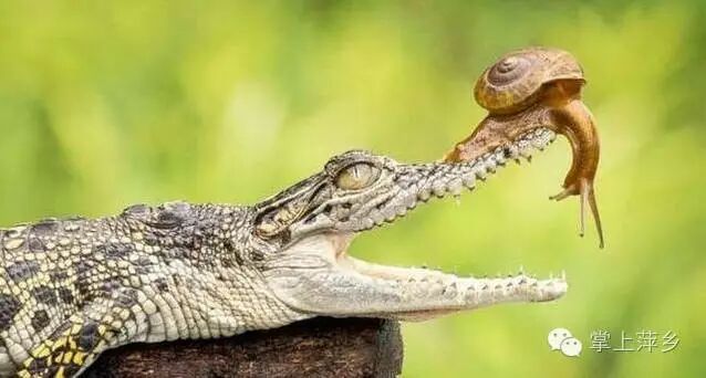 【掌上萍乡】笑多了会怀孕—去了一趟夏威夷回来,结果…-怀孕期