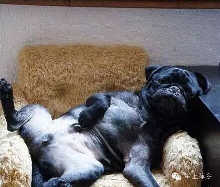 【掌上萍乡】笑多了会怀孕—不作是不会死的-怀孕期