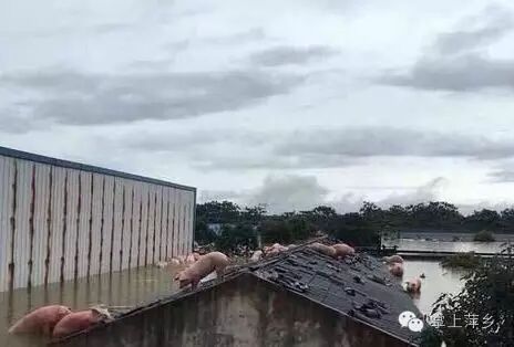 【掌上萍乡】笑多了会怀孕—洪水来了,大家要虔诚的祈祷!-怀孕期