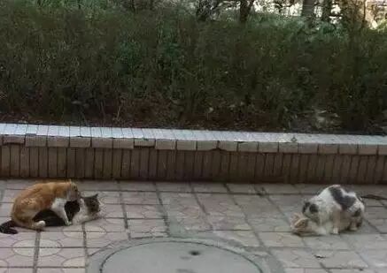 【掌上萍乡】笑多了会怀孕—你一只马亲什么亲,放着我来!-怀孕期