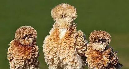 【掌上萍乡】笑多了会怀孕—你一只马亲什么亲,放着我来!-怀孕期