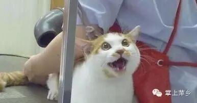 【掌上萍乡】笑多了会怀孕—让你们看看音乐的威力!-怀孕期