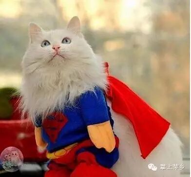 【掌上萍乡】笑多了会怀孕—让你们看看音乐的威力!-怀孕期